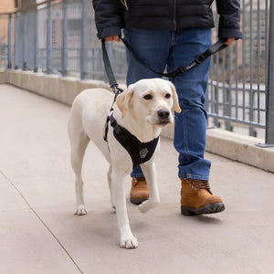Choosing Perfect Pet Leashes Guide